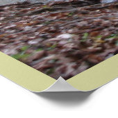 Waar de Red Fern groeit Poster (Hoek)