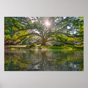 waar de wilde boom groeit poster