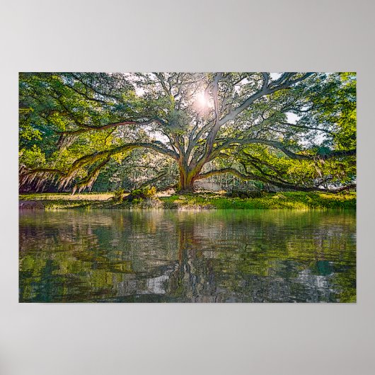 waar de wilde boom groeit poster (Voorkant)