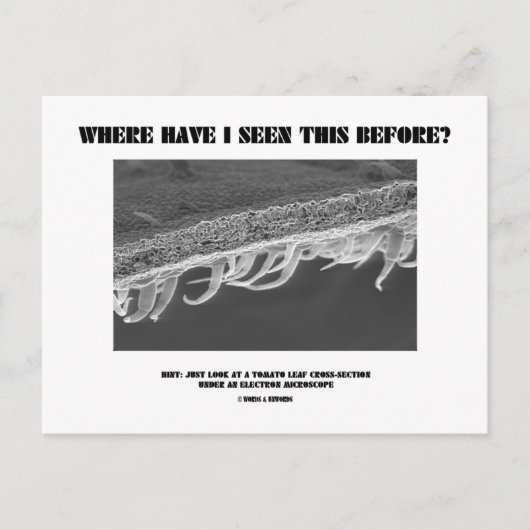Waar heb ik dit eerder gezien? tomatenblad briefkaart (Voorkant)