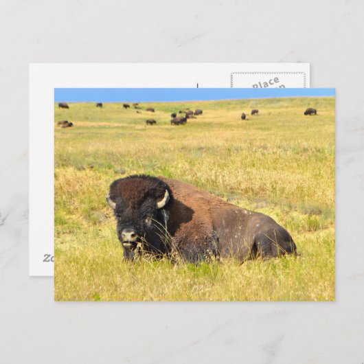 Waar het Briefkaart van de buffelroam (Voorkant / Achterkant)