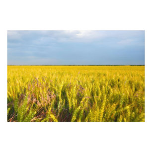 Waar het graan danst met de wind - Wilde natuur Foto Afdruk