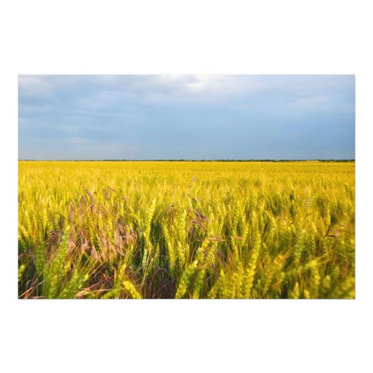 Waar het graan danst met de wind - Wilde natuur Foto Afdruk (Voorkant)