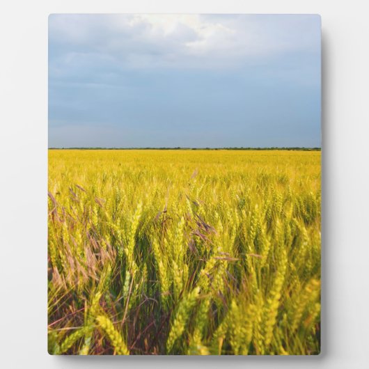 Waar het graan danst met de wind - Wilde natuur Fotoplaat (Voorkant)