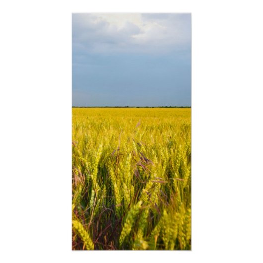 Waar het graan danst met de wind - Wilde natuur Perfect Poster (Voorkant)