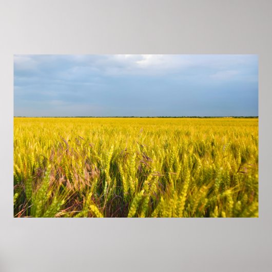 Waar het graan danst met de wind - Wilde natuur Poster (Voorkant)
