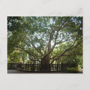 Waar het leven begint briefkaart