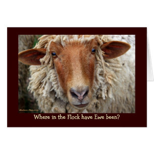 Waar in de kudde is Ewe geweest?