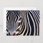 Waar is de Zebra? Briefkaart (Voorkant / Achterkant)