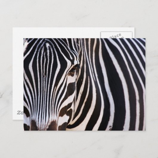 Waar is de Zebra? Briefkaart (Voorkant / Achterkant)