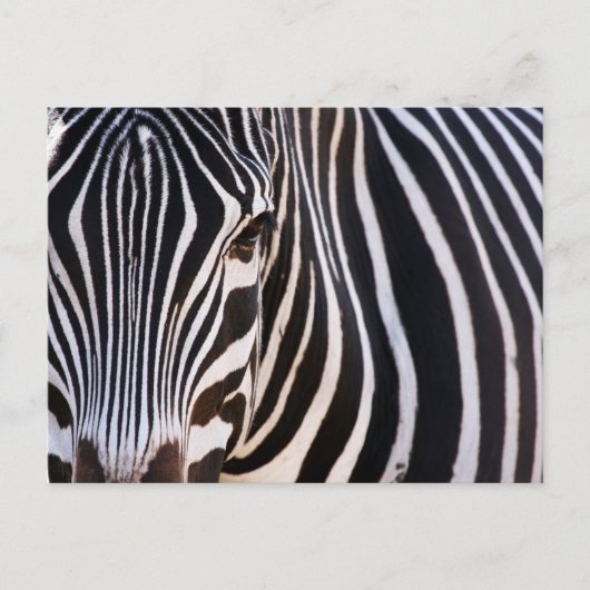Waar is de Zebra? Briefkaart (Voorkant)