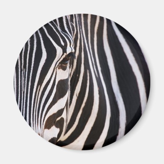Waar is de Zebra? Magneet (Voorkant)