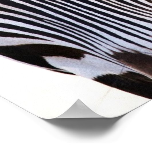 Waar is het Zebra Poster? Poster (Hoek)