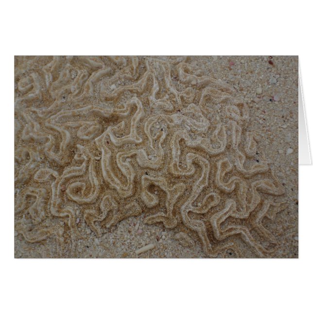 Waar is je brein? (Voorkant Horizontaal)