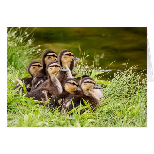 Waar is mama? (Voorkant Horizontaal)