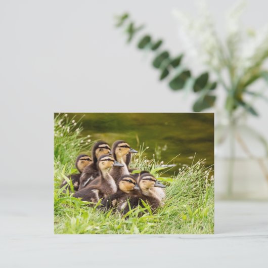 Waar is mama? briefkaart (Staand voorkant)