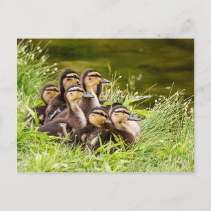 Waar is mama? briefkaart