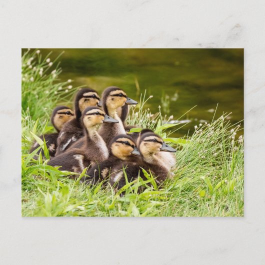 Waar is mama? briefkaart (Voorkant)