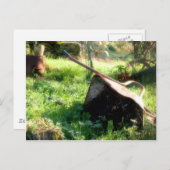 Waar is Peter Rabbit? Briefkaart (Voorkant / Achterkant)