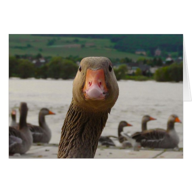 Waar kijk je naar? (Goose Funny Face) (Voorkant Horizontaal)