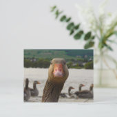 Waar kijk je naar? (Goose Funny Face) Briefkaart (Staand voorkant)
