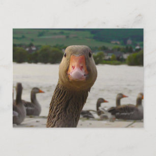 Waar kijk je naar? (Goose Funny Face) Briefkaart