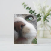 Waar kijk je naar? Kat Briefkaart (Staand voorkant)