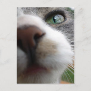 Waar kijk je naar? Kat Briefkaart
