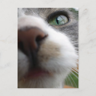 Waar kijk je naar? Kat Briefkaart