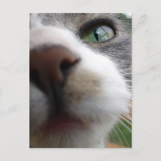 Waar kijk je naar? Kat Briefkaart (Voorkant)