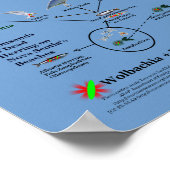 Waar Wolbachia de voedselketen ingaat door RoseWri Poster (Hoek)