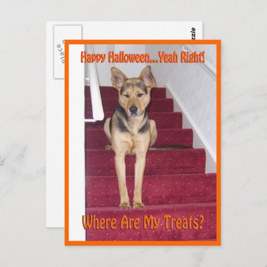 Waar zijn mijn behandelingen GSD Dog Halloween? Briefkaart (Voorkant / Achterkant)