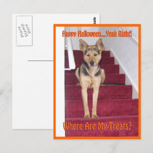 Waar zijn mijn behandelingen GSD Dog Halloween? Briefkaart