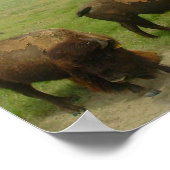 waarbij de buffelroam-02 poster (Hoek)