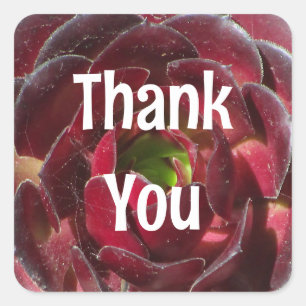 Waardering Succulent Foto Rood Plant Dank u Vierkante Sticker
