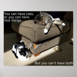 Waarheid over katten Meme poster