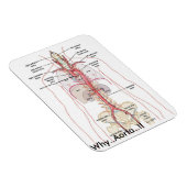 WAAROM...Aorta..!! Aorta-anatomie Magneet (Rechterzijde)