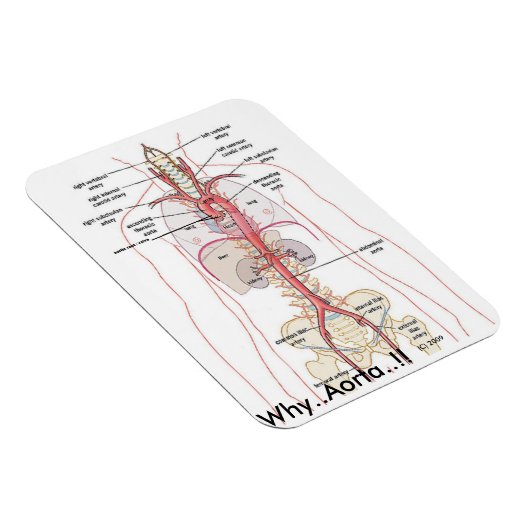 WAAROM...Aorta..!! Aorta-anatomie Magneet (Rechterzijde)