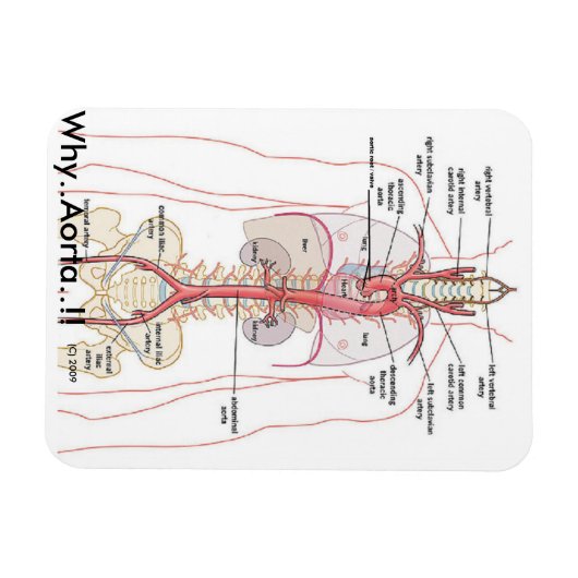 WAAROM...Aorta..!! Aorta-anatomie Magneet (Horizontaal)