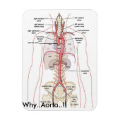 WAAROM...Aorta..!! Aorta-anatomie Magneet (Verticaal)