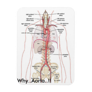 WAAROM...Aorta..!! Aorta-anatomie Magneet