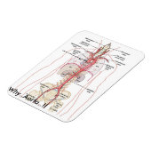 WAAROM...Aorta..!! Aorta-anatomie Magneet (Linkerzijde)