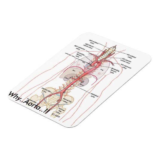 WAAROM...Aorta..!! Aorta-anatomie Magneet (Linkerzijde)