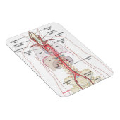 WAAROM AORTA!! Magneten (Rechterzijde)