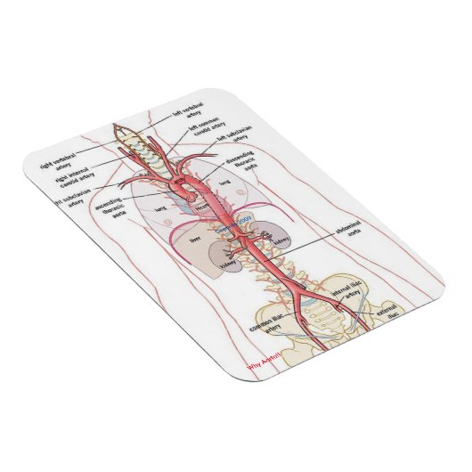 WAAROM AORTA!! Magneten (Rechterzijde)