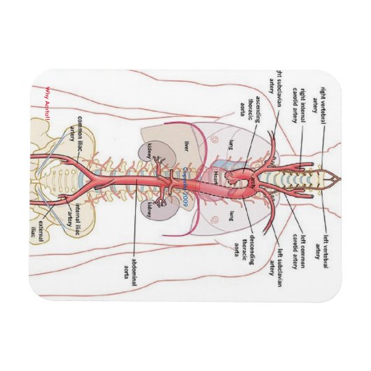WAAROM AORTA!! Magneten (Horizontaal)