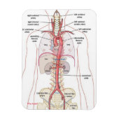 WAAROM AORTA!! Magneten (Verticaal)
