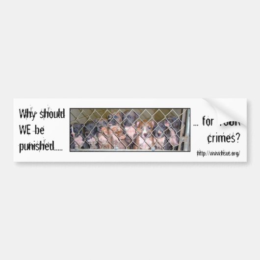 Waarom bestraft u de honden? bumpersticker (Voorkant)