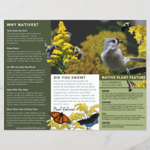 Waarom Inheemse Planten Guldenroede Groene Thema Flyer