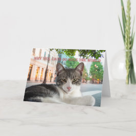 Waarom ja, katten regeren de wereld, let op aankondiging